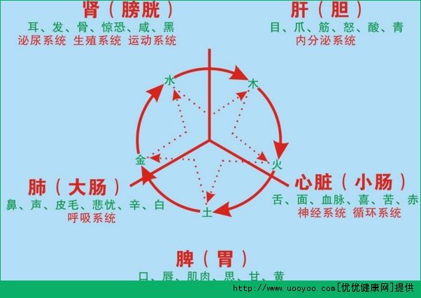 臟與腑的區(qū)別是什么？臟與腑的關(guān)系有哪些？(4)