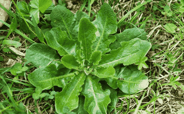 吃野菜能否生男孩？孕期吃野菜的方法是什么？(1)