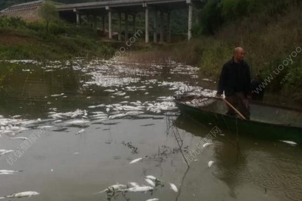 魚塘8萬斤魚全死光：檢出石油類污染物，超標(biāo)572倍(3)