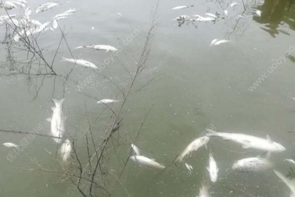 魚塘8萬斤魚全死光：檢出石油類污染物，超標(biāo)572倍(4)