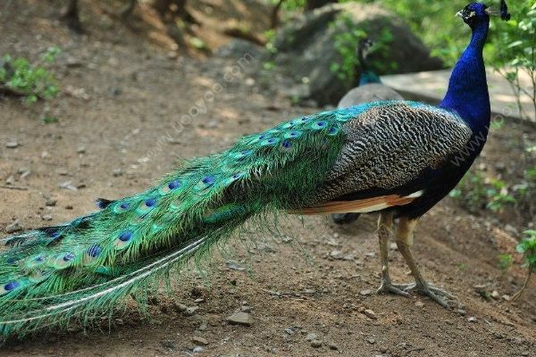 男孩動物園內被孔雀啄出血，帶孩子去動物園要注意什么？(1)