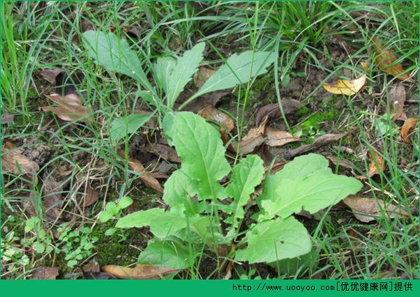 春天吃什么野菜好？哪些野菜可以吃？(1)