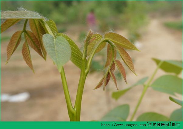 春天吃什么野菜好？哪些野菜可以吃？(3)