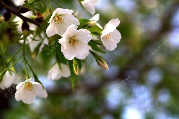 櫻桃是櫻花的果實(shí)嗎？櫻桃與櫻花的關(guān)系(3)