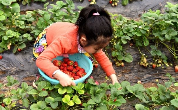 摘草莓怎么選？摘草莓怎么摘？(1)