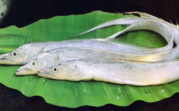 帶魚(yú)膽固醇含量高嗎？膽固醇高能吃帶魚(yú)嗎？(1)