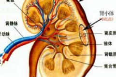 腎結(jié)石金錢草有用嗎？腎結(jié)石喝金錢草管用嗎？[圖]