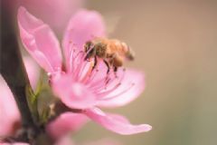 蜂膠是蜂王漿嗎？蜂膠和蜂王漿的區(qū)別[圖]