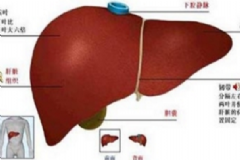 朝陽膠囊效果怎么樣？珠子肝泰膠囊的功能主治[圖]