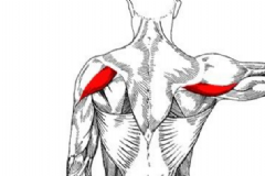 三角肌后束怎么鍛煉？三角肌后束鍛煉方法[圖]