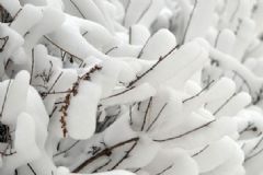 全國多地下雪，白雪皚皚，雪可以直接吃嗎？[多圖]