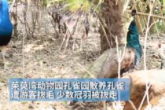 孔雀遭拔毛成公雞！動物園：或將游客列入黑名單！[多圖]