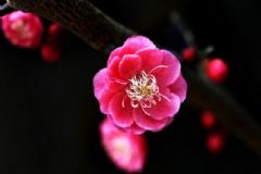 梅花泡水喝有何禁忌？梅花泡水喝有何好處？[圖]