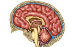 大腦發(fā)育不良要怎么治療？怎么有效的治療大腦發(fā)育不良？[圖]