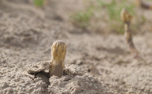 肉蓯蓉的泡水方法有哪些？肉蓯蓉的食用方法有哪些？(1)