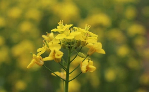 油菜開花了還能吃嗎？開花的油菜能吃嗎？(1)