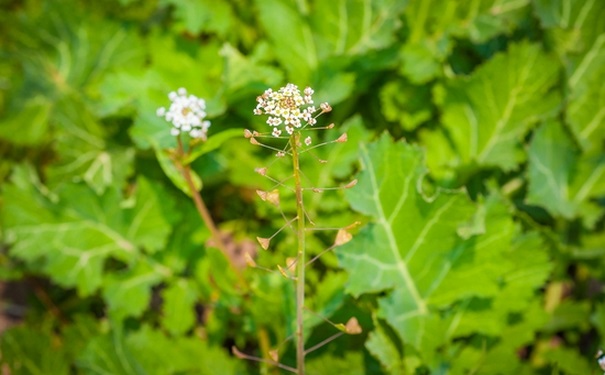 薺菜花有什么功效？吃薺菜花要注意什么？(1)