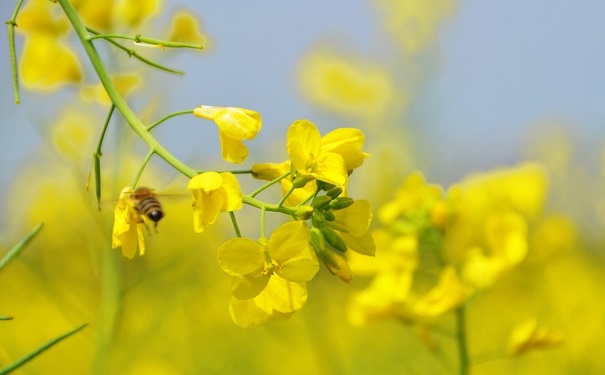 油菜花粉怎么吃？油菜花粉怎么吃才好？(1)