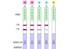 如何用排卵試紙測(cè)排卵？用排卵試紙測(cè)排卵的方法[圖]