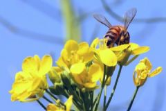 花粉過敏是怎么回事？花粉過敏是什么原因？[圖]