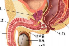 睪丸炎能自愈嗎？睪丸炎吃什么藥？[圖]