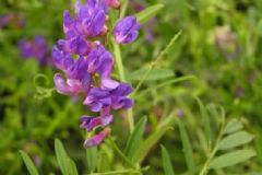 鳳仙花怎么治病？鳳仙花有哪些治病方法？[圖]