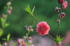 什么花對孕婦不好？哪些花對孕婦有害處？[多圖]