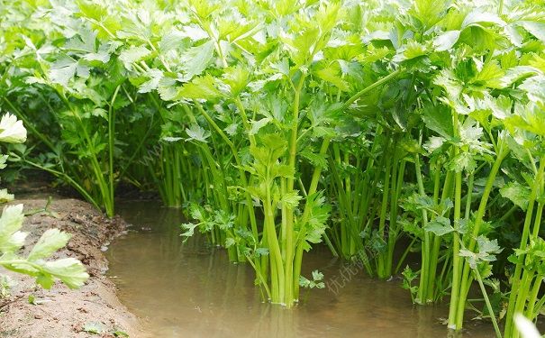 芹菜去火嗎？上火吃芹菜好不好？(2)