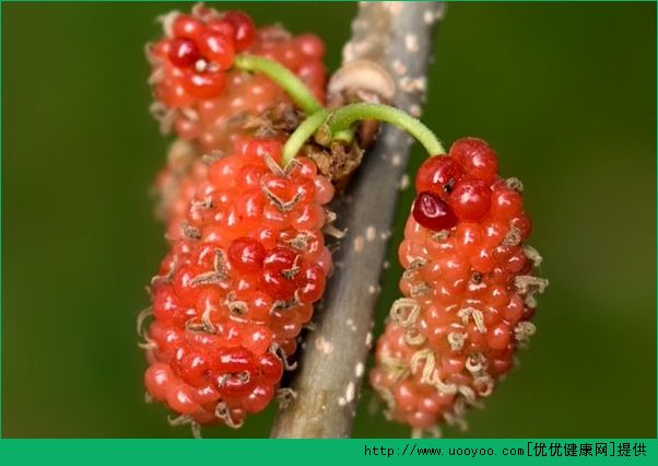 桑葚能和紅糖一起吃嗎？桑葚和紅糖一起吃好不好？(3)