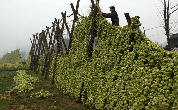 如何自制榨菜？自制榨菜的做法(2)