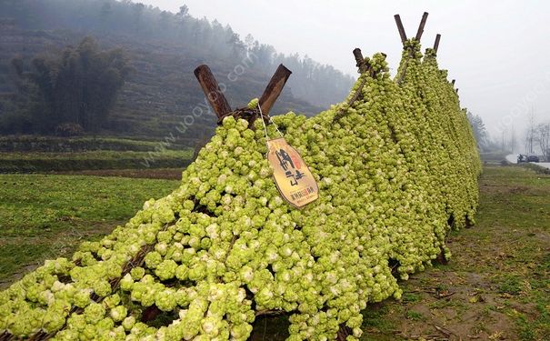 榨菜怎么炒好吃？榨菜怎么拌好吃？(1)