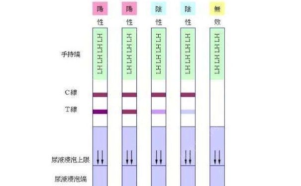 如何用排卵試紙測(cè)排卵？用排卵試紙測(cè)排卵的方法(1)