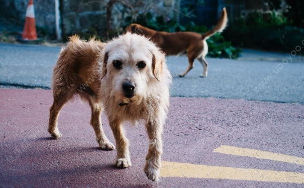 被狗咬傷后打四針疫苗依然狂犬病發(fā)作身亡，被狗咬了怎么辦？(3)