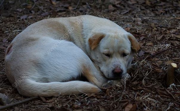 被狗咬傷后打四針疫苗依然狂犬病發(fā)作身亡，被狗咬了怎么辦？(4)