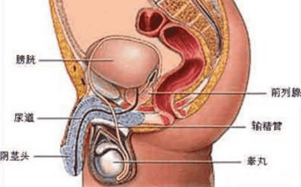 男性的生殖器官是怎樣的？男性生殖器官功能是怎樣的？(1)