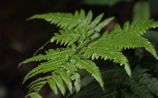 鳳尾草有什么作用？鳳尾草的藥用價值(1)