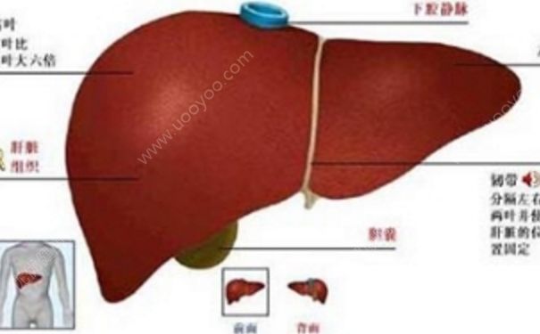 朝陽膠囊效果怎么樣？珠子肝泰膠囊的功能主治(1)