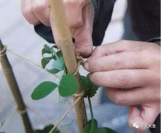 在豌豆長(zhǎng)到30厘米左右的時(shí)候，往花盆中插入一根小棍，用細(xì)布條把豌豆綁到棍子上