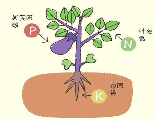 蔬菜怎么施肥？