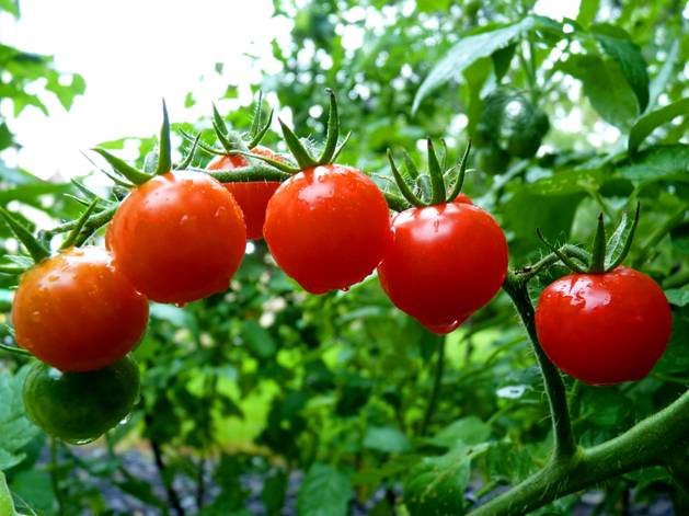 陽(yáng)臺(tái)種植西紅柿