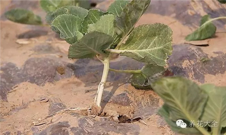 抱子甘藍的種植