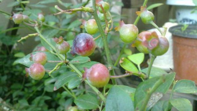 陽(yáng)臺(tái)藍(lán)莓的種植方法