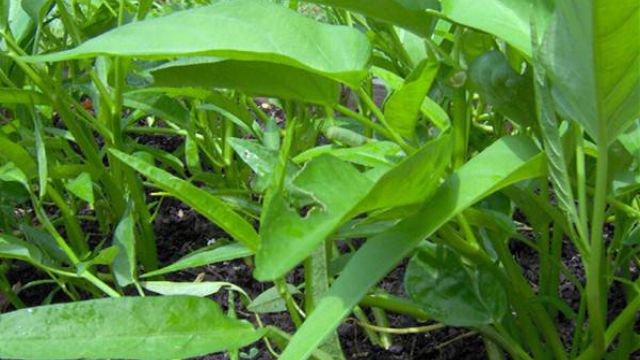 空心菜的陽臺種植技巧