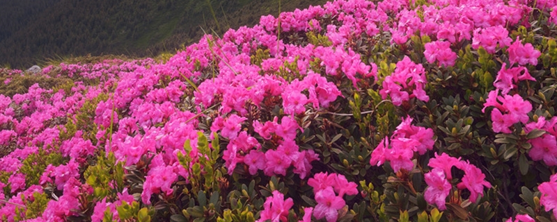 怎么讓杜鵑花開花，開花前用什么肥