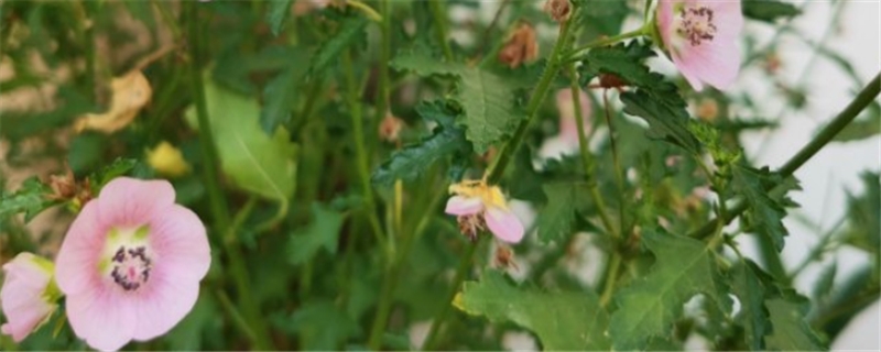 怎么讓小木槿多開花，開花期怎么養(yǎng)