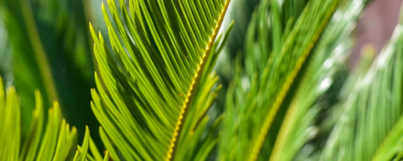 怎么讓鐵樹(shù)開(kāi)花，開(kāi)花代表什么