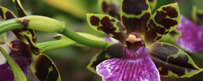 蘭花需要陽光照嗎，沒有陽光能養(yǎng)蘭花嗎