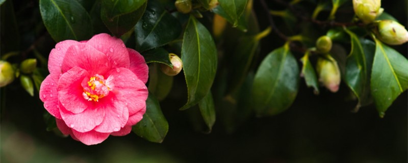 山茶花有香味嗎，山茶花有什么特點