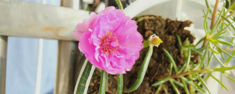 太陽花的特點，太陽花是什么時候開放的