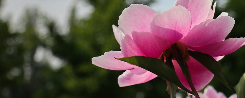 芍藥有毒嗎，芍藥可以在室內(nèi)養(yǎng)嗎